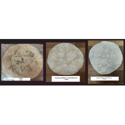 Topbake LP - Antifungus EX - 1 KG